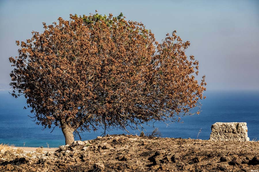 Griechischer Baum