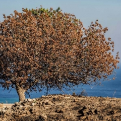 Griechischer Baum